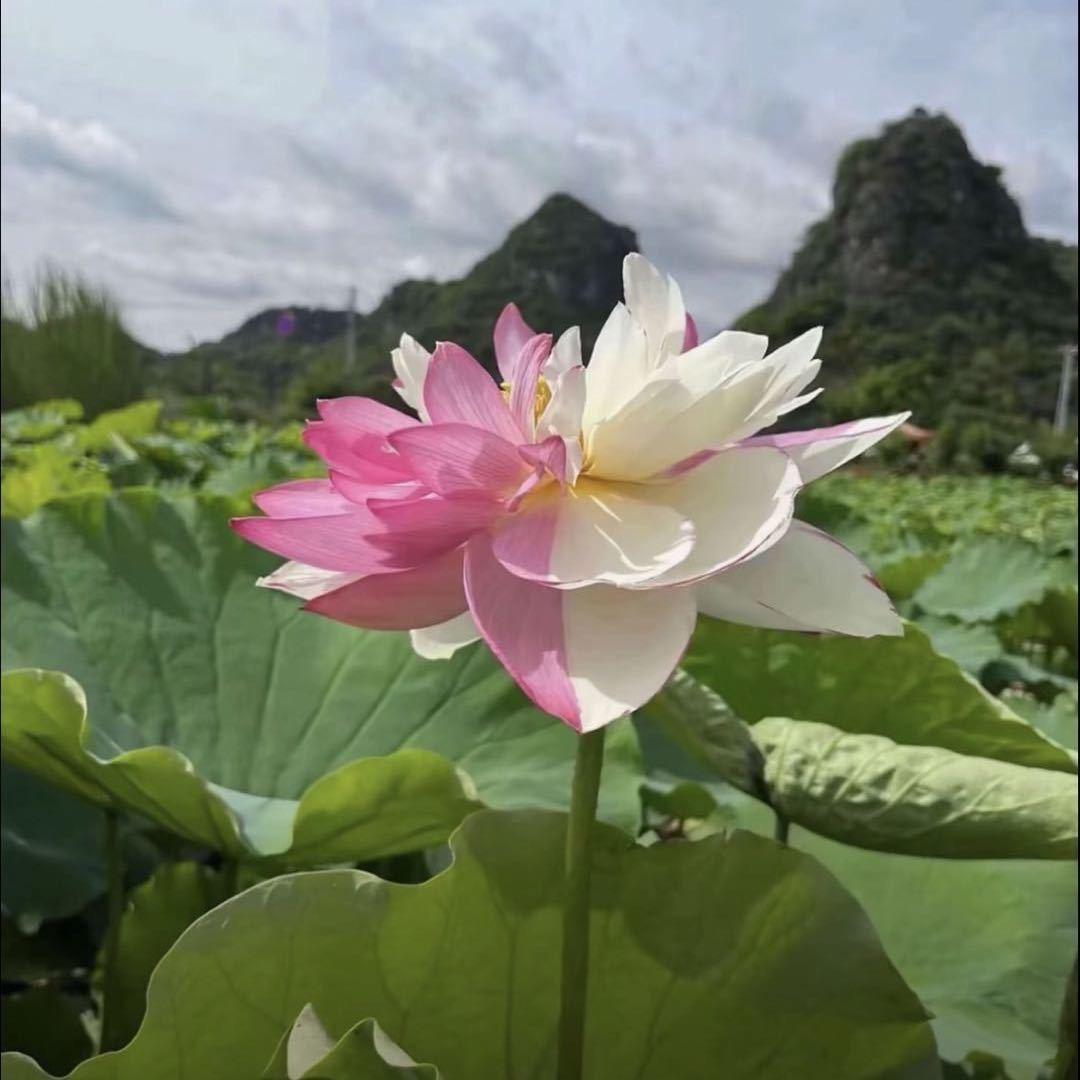 陌上花开
