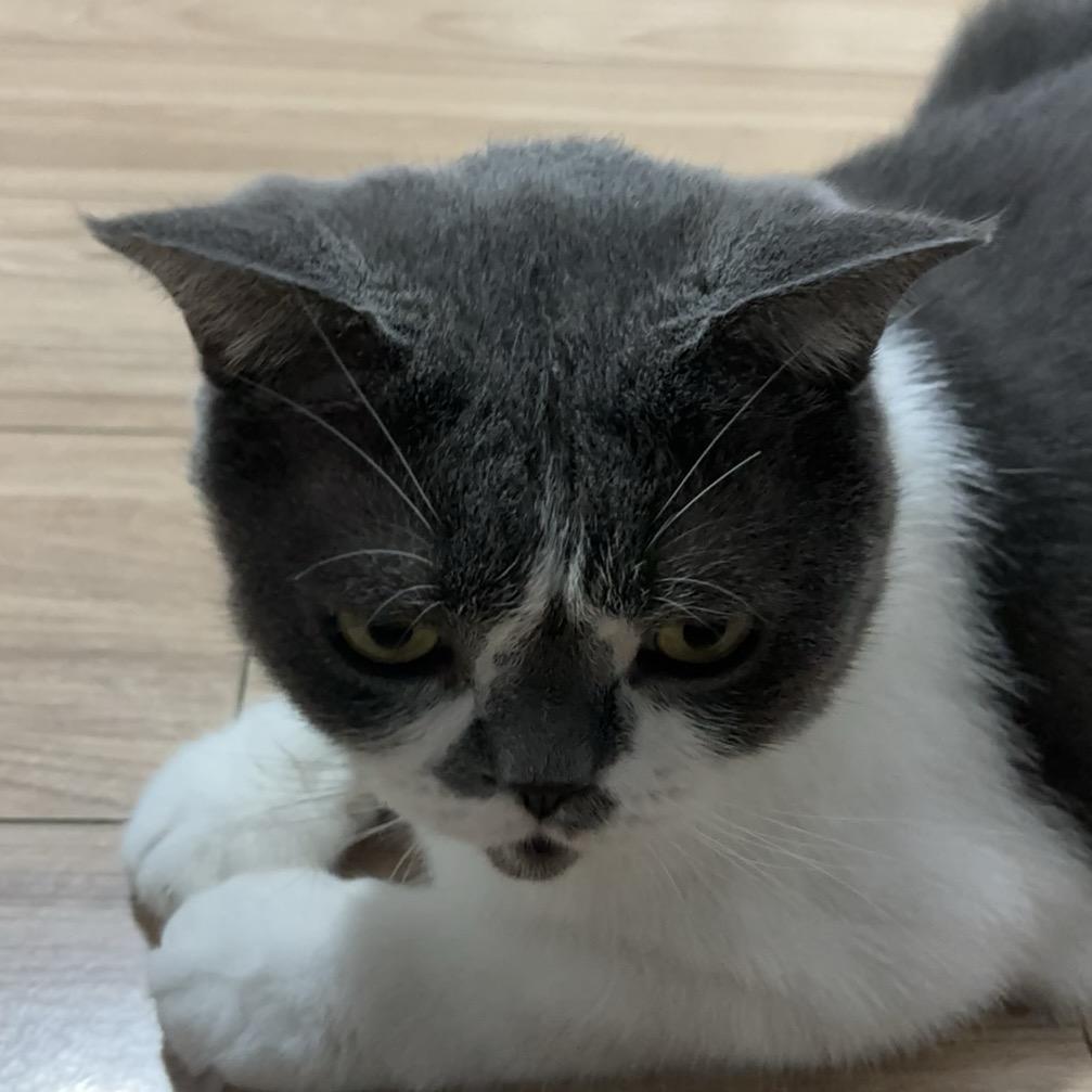 猫七瓜优选