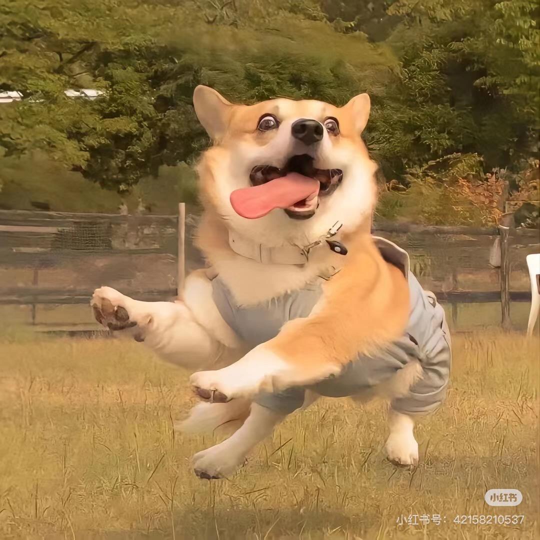 悲伤砖头🧱