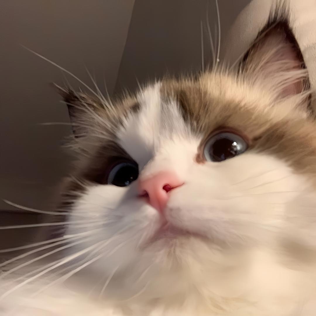 pupu.