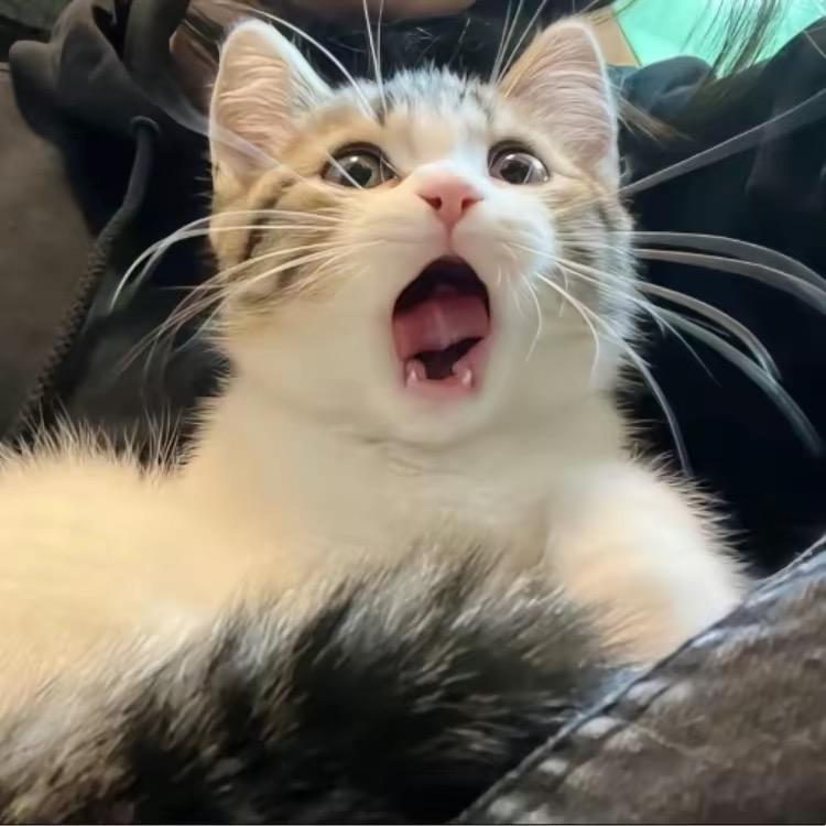 ZzZzzzz