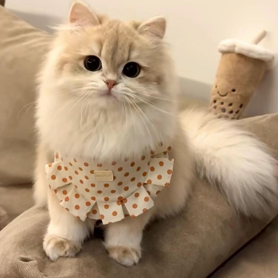 说猫先生