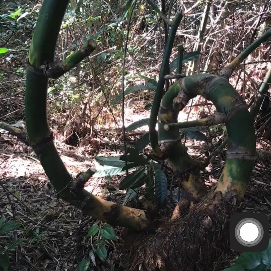 网红小叶勒竹生熟桩批发