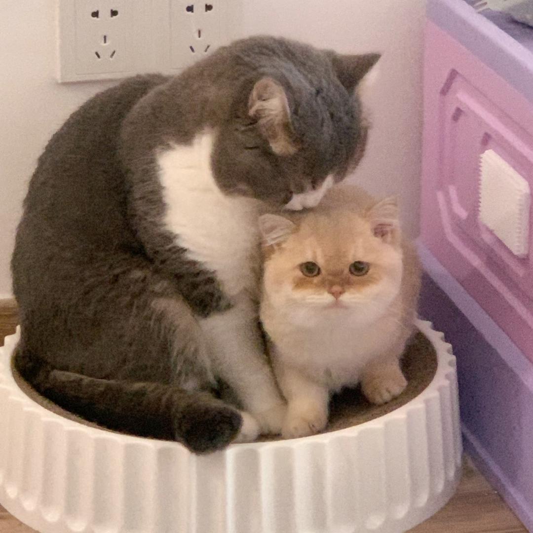 瑟瑞猫爱和平