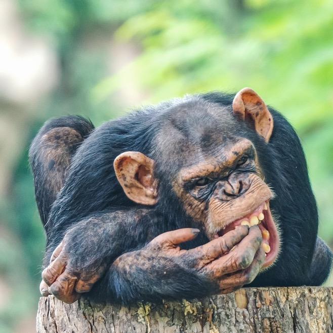 💤 尼古拉片丶凯奇丶Old張 💰