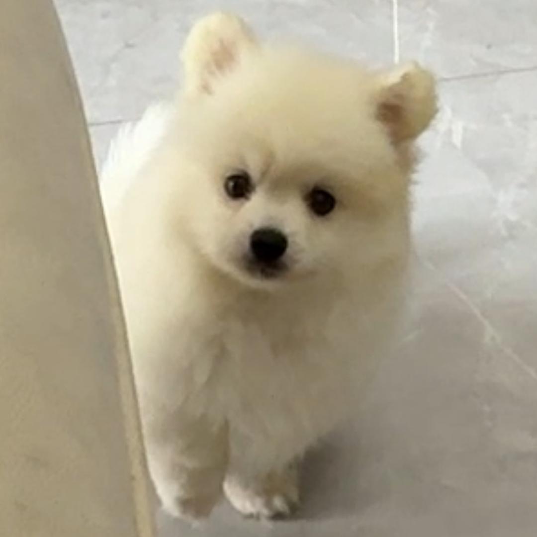 月鱼