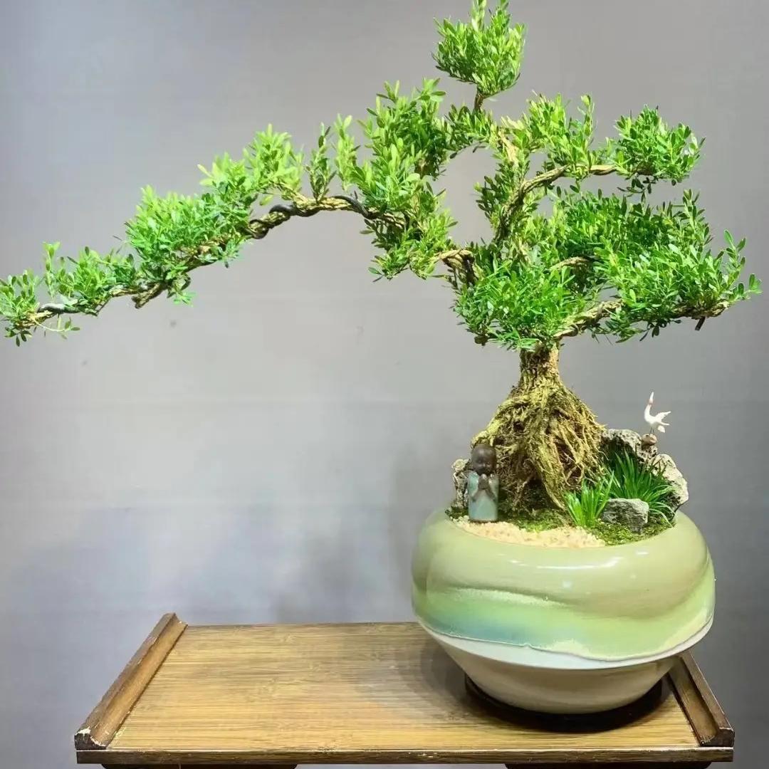 慧慧绿植