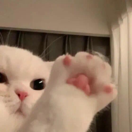 芝芝桃桃莓烦恼