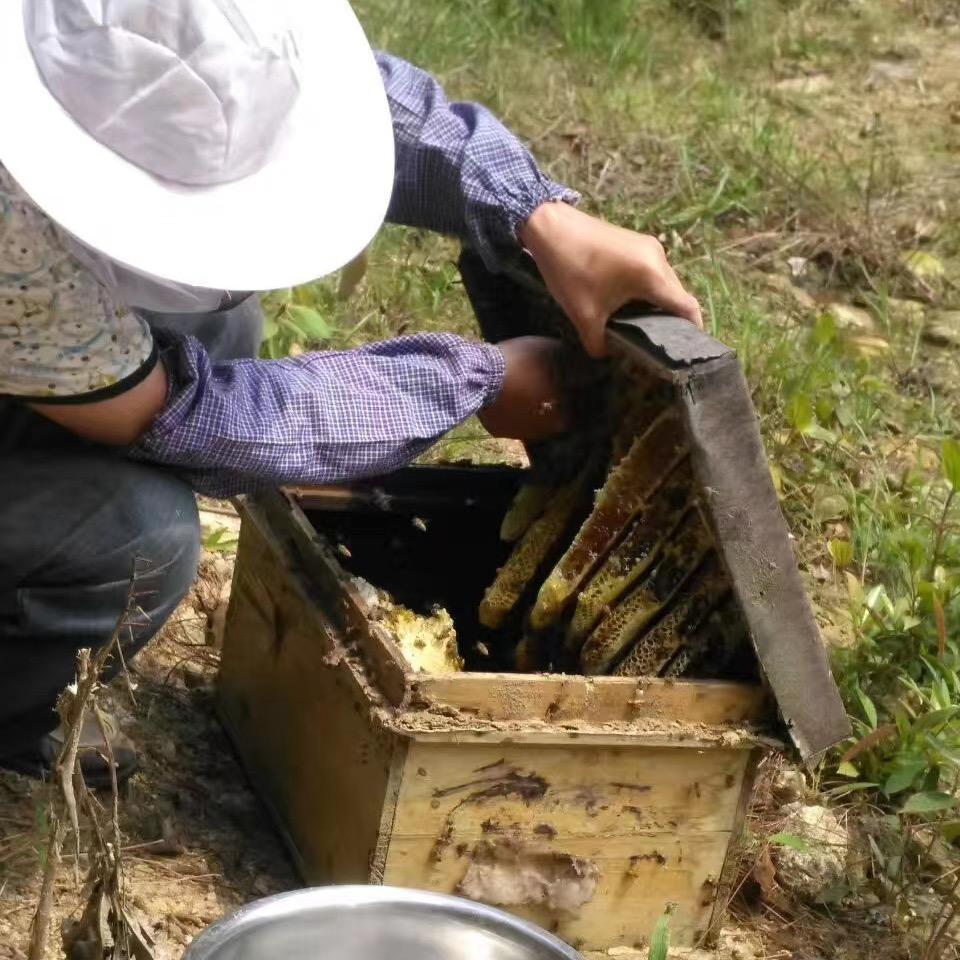 王朝中蜂育种基地