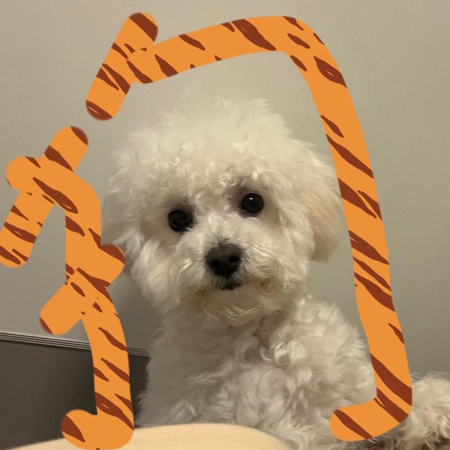 福袋是只比熊猪