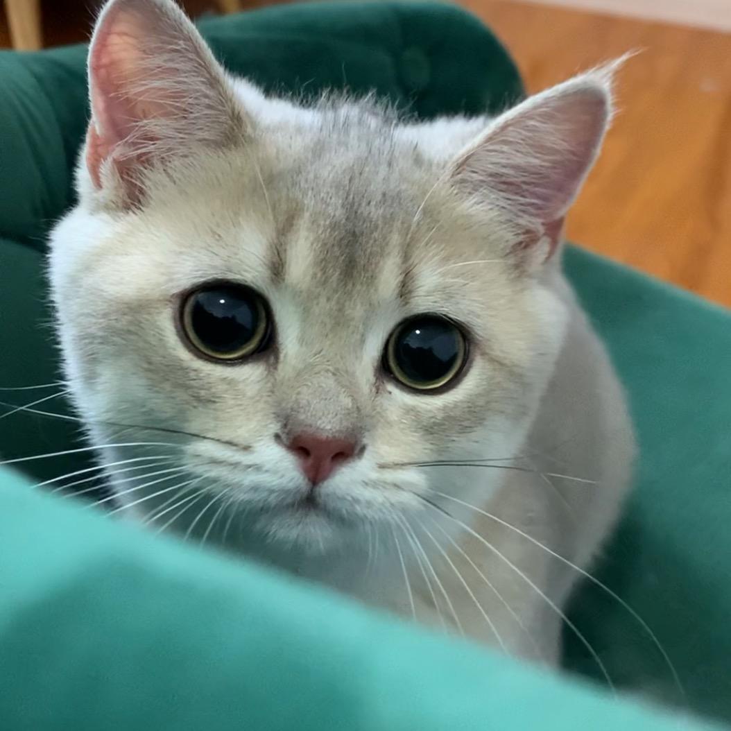 酸角是只猫