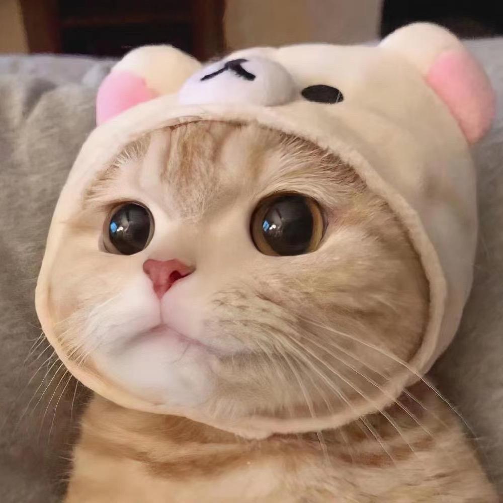 🥀芥末猫ღ᭄