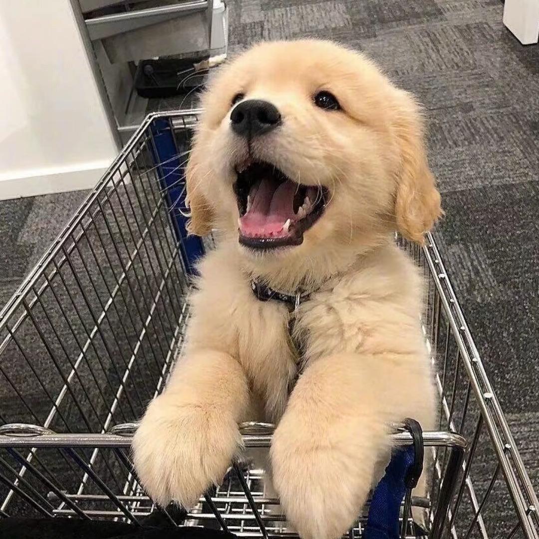 （三角洲纯绿跑刀）落叶