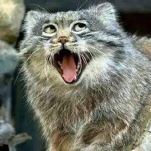 针线圈的跑龙套