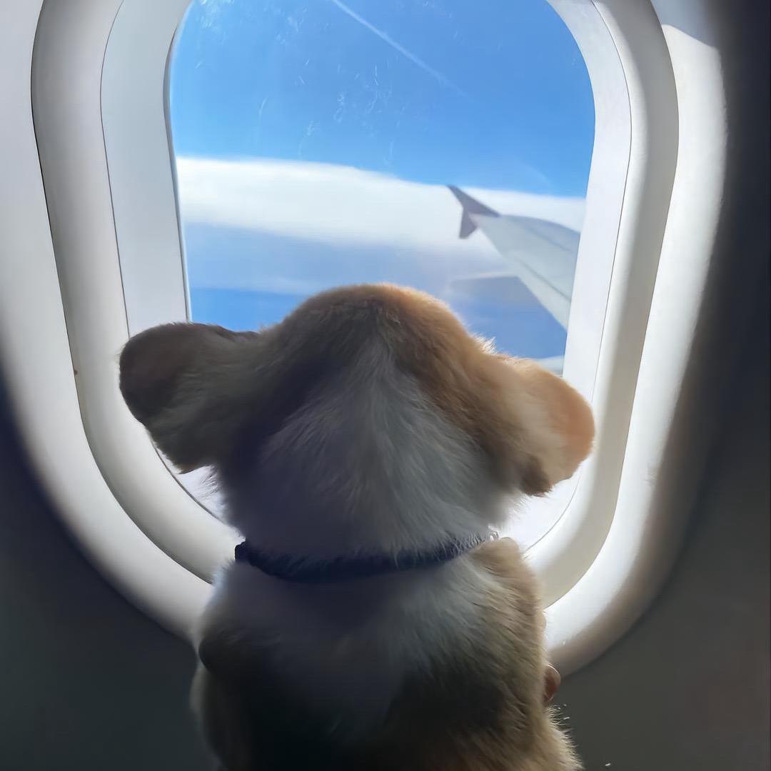 z洋