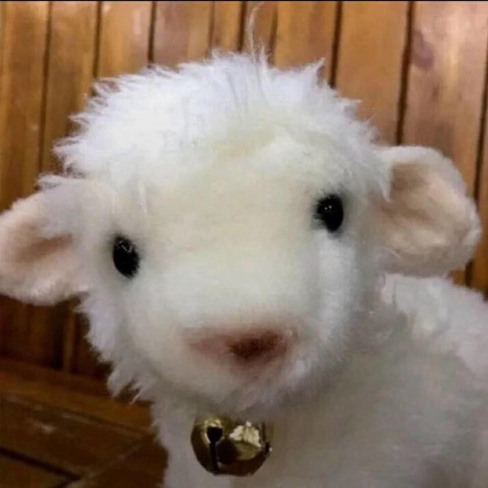 羊咩咩🐑