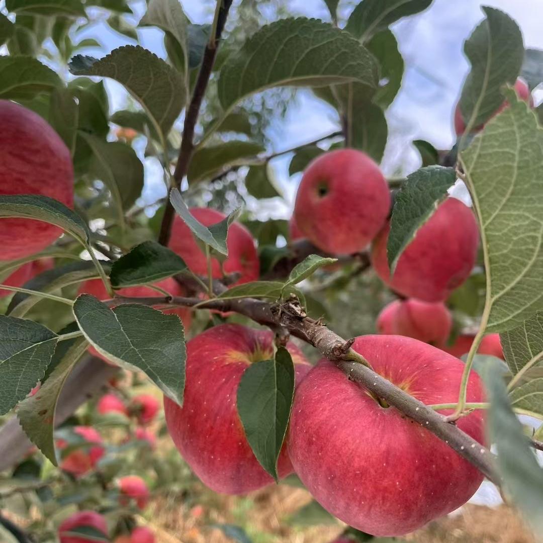 青苹集昭通苹果