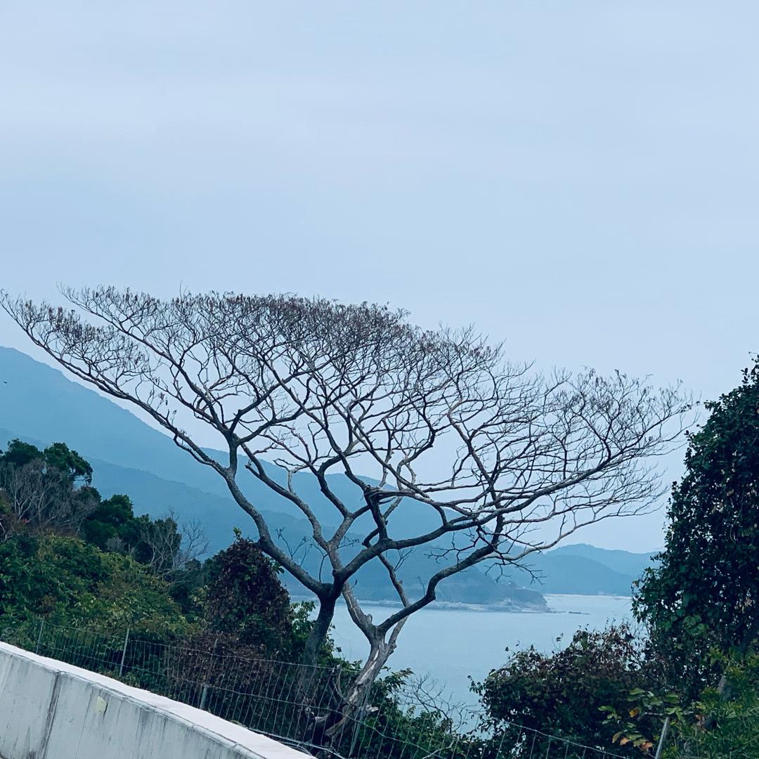 🌴榴莲（林）🌴
