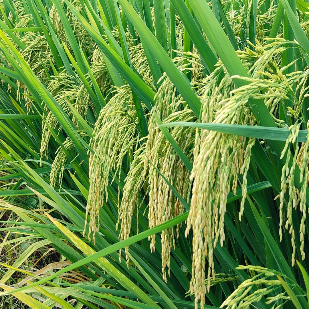 稻香农资（chq000222）