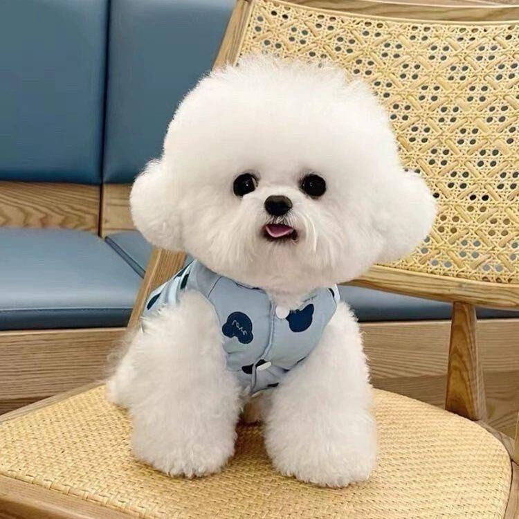 小王萌宠狗贵族犬业