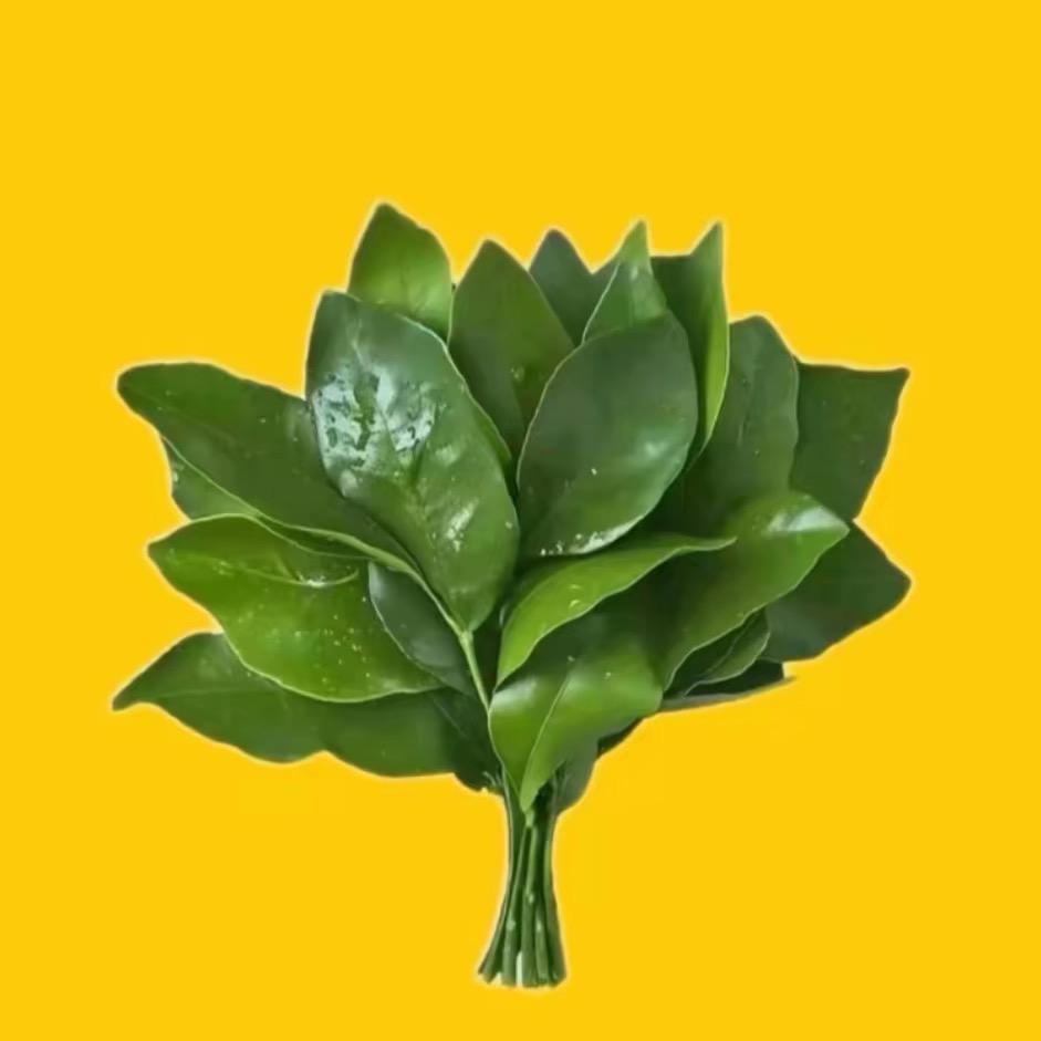 饱饱的懒洋洋