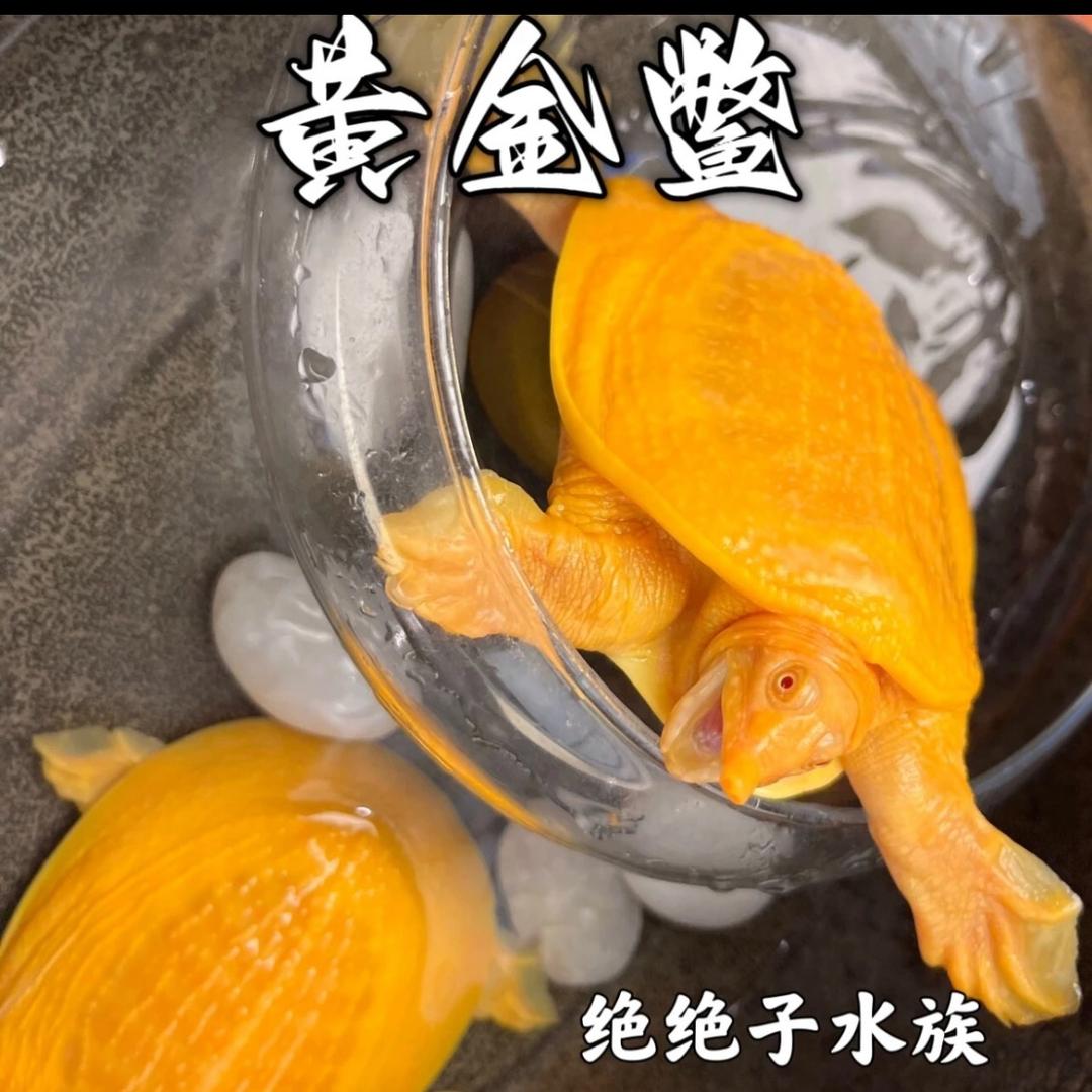 好多黄金甲鱼养殖的头像