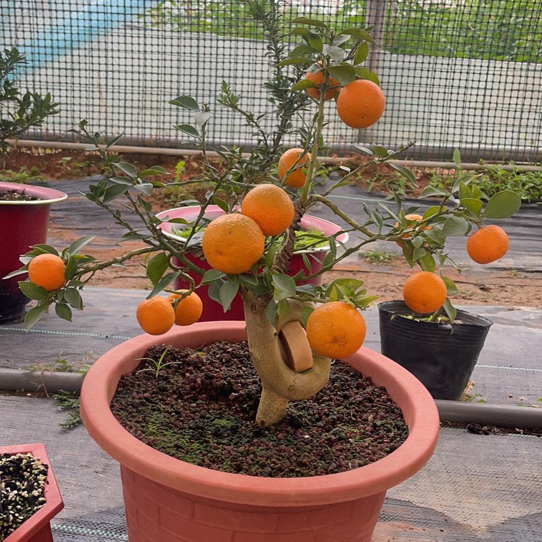 南靖县山城镇冯丽娜花卉经营部渝渝盆景