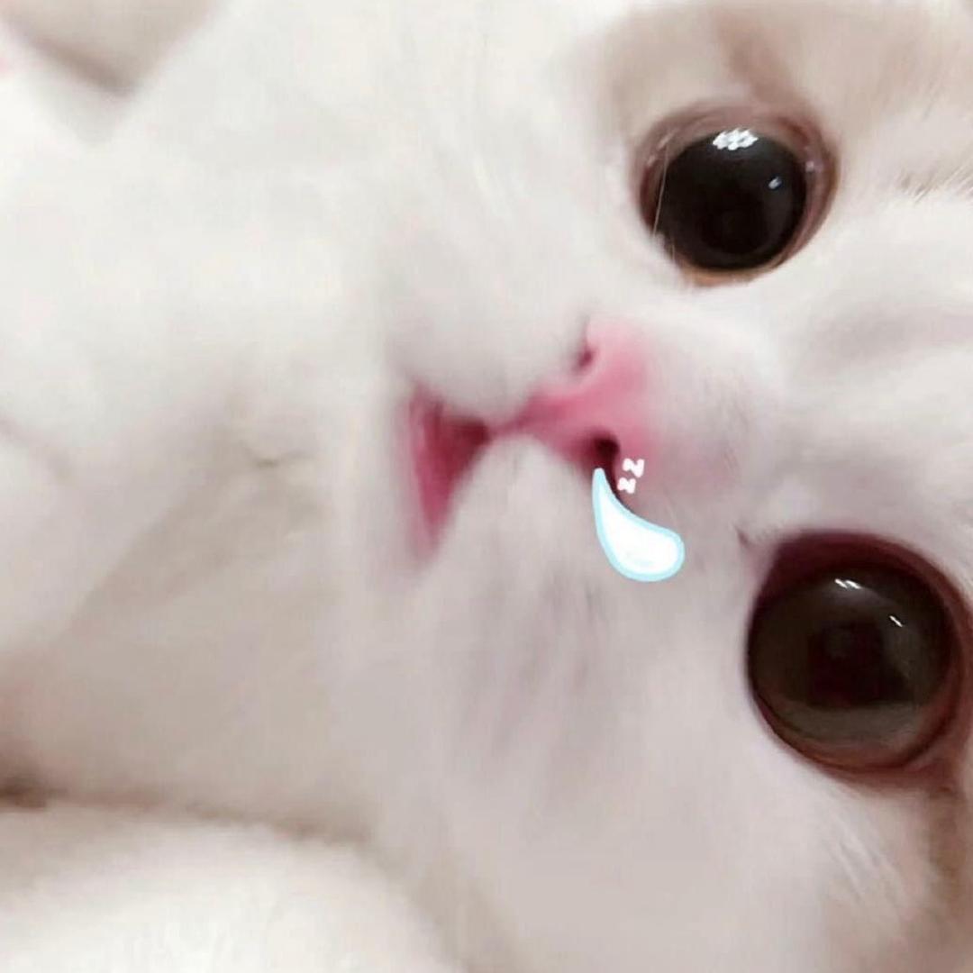 瞌睡鱼