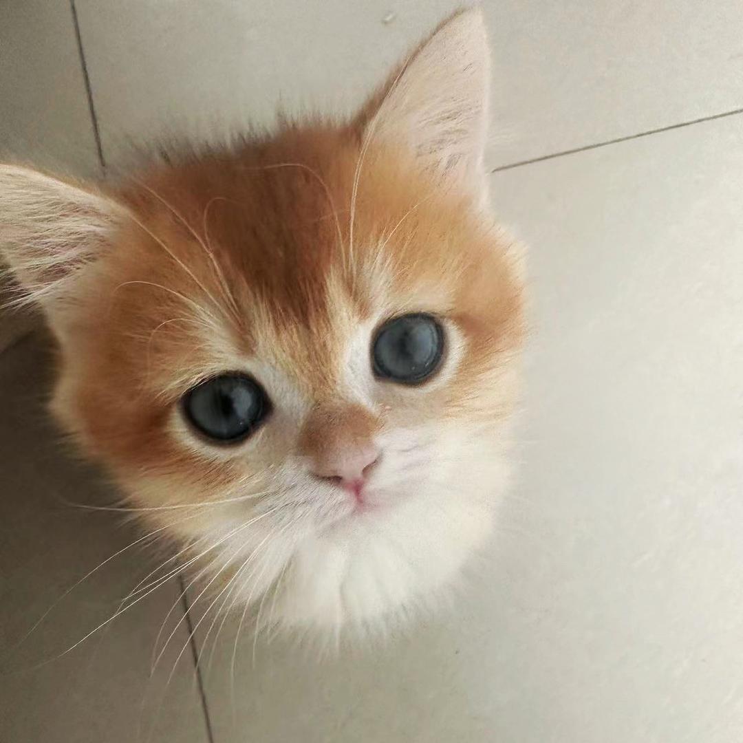 大包子小馒头