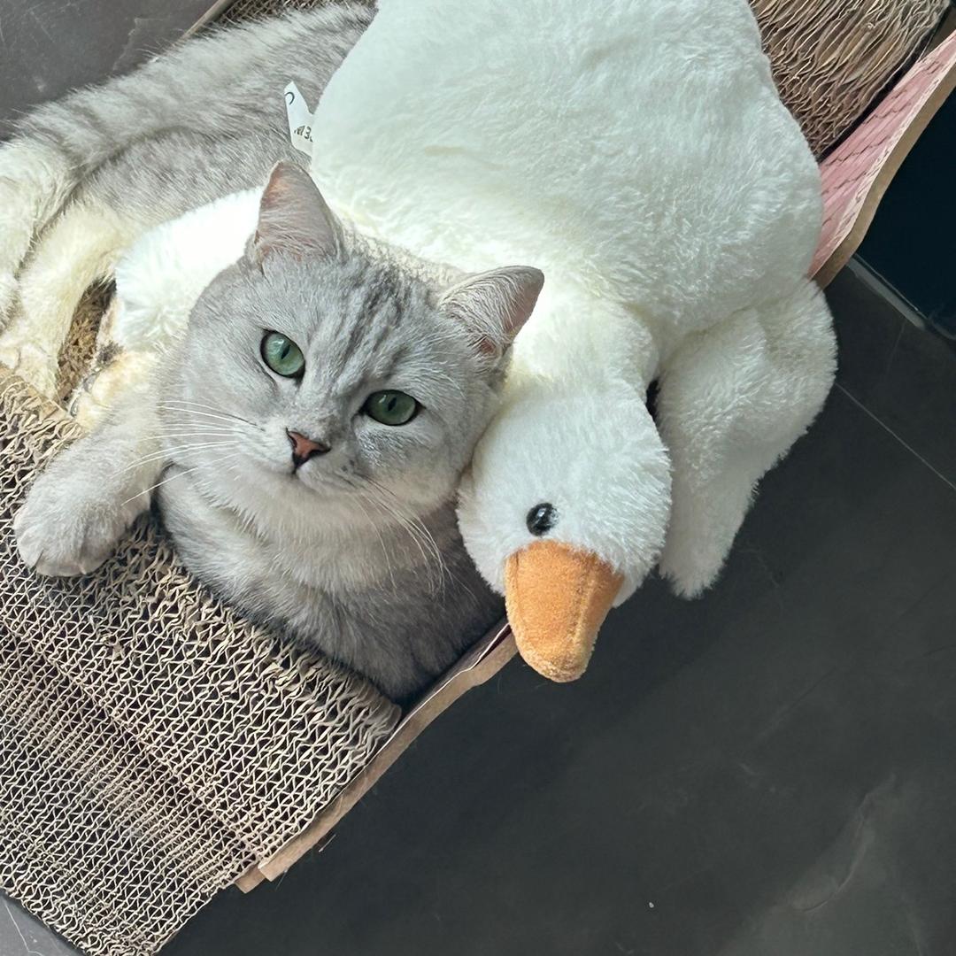 年糕大笨猫