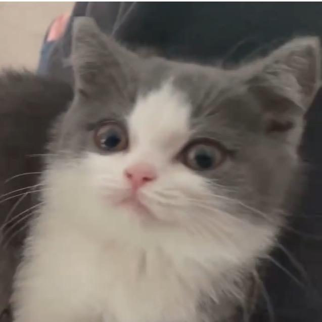 大毛（三角洲行动）