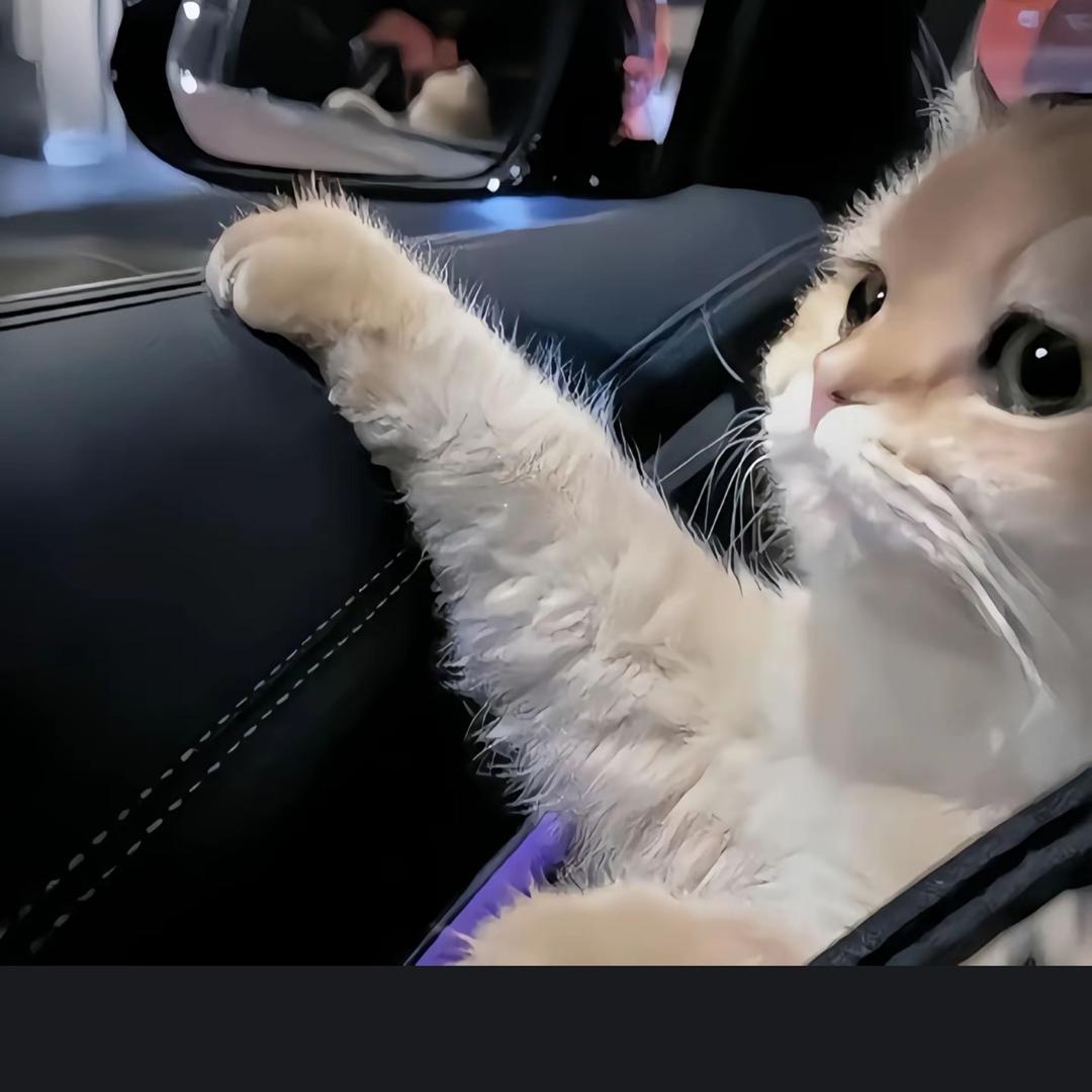 不吃肥肉