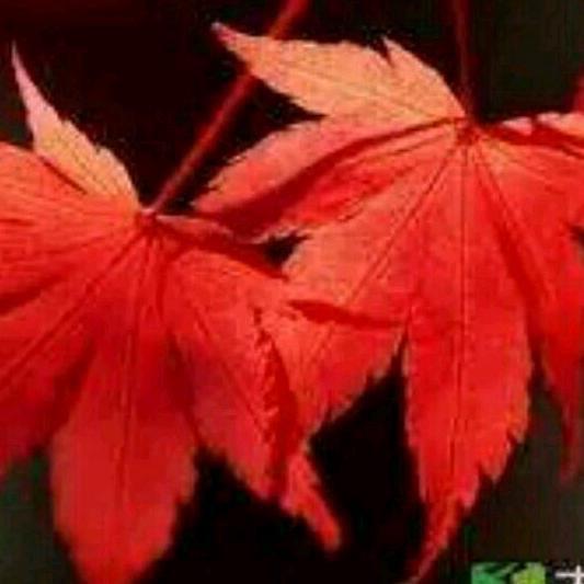 “霜叶红于二月花”