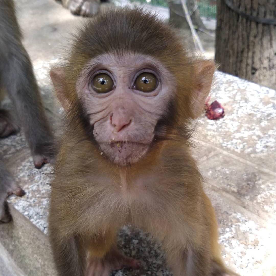 囧囧喂猴🐒