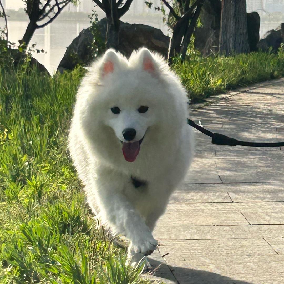 公主(耶是个妹妹