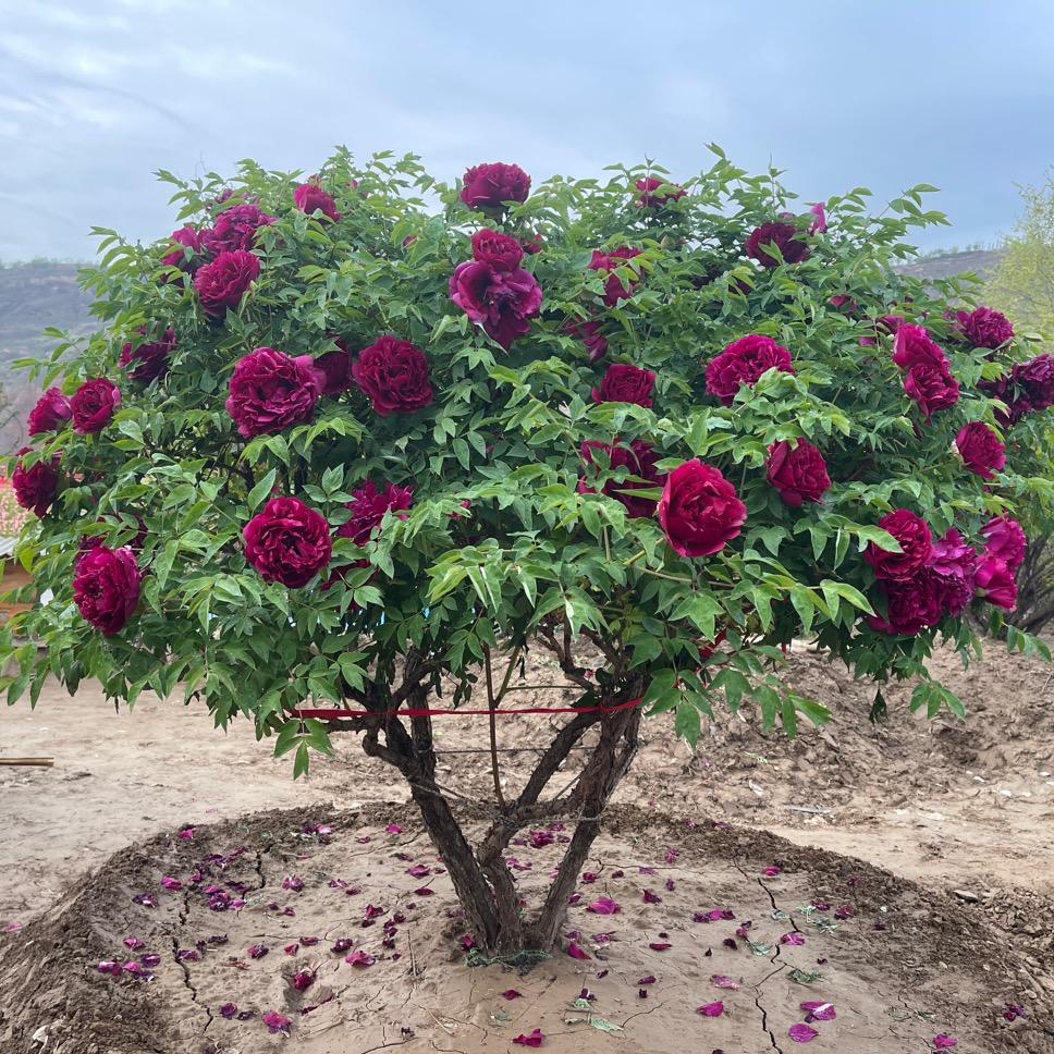 原生老桩紫斑牡丹常年出售园林