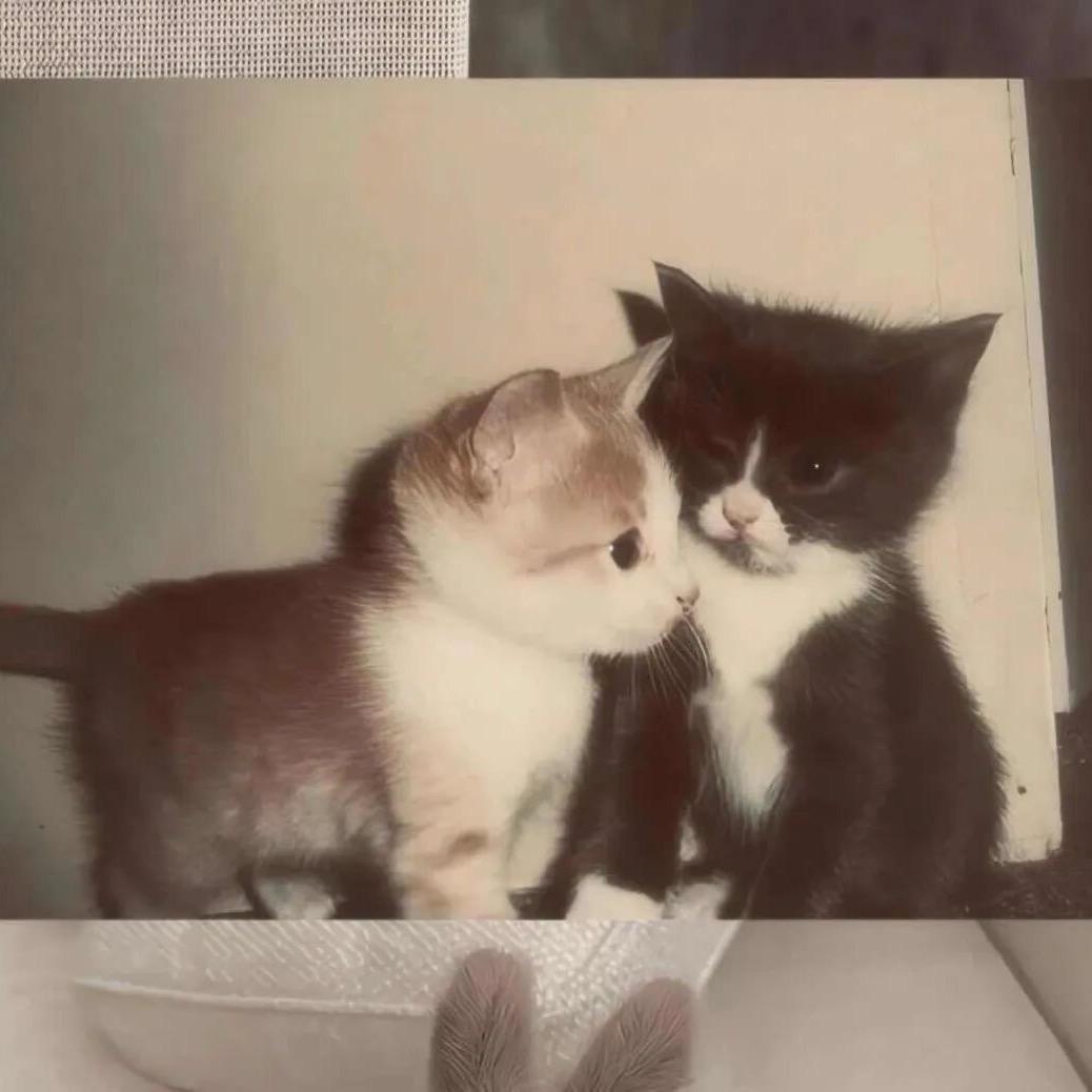 pdx🌟（意大利留学版）