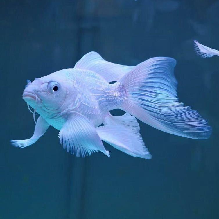 汕头渔皇蝴蝶鲤（养殖场）