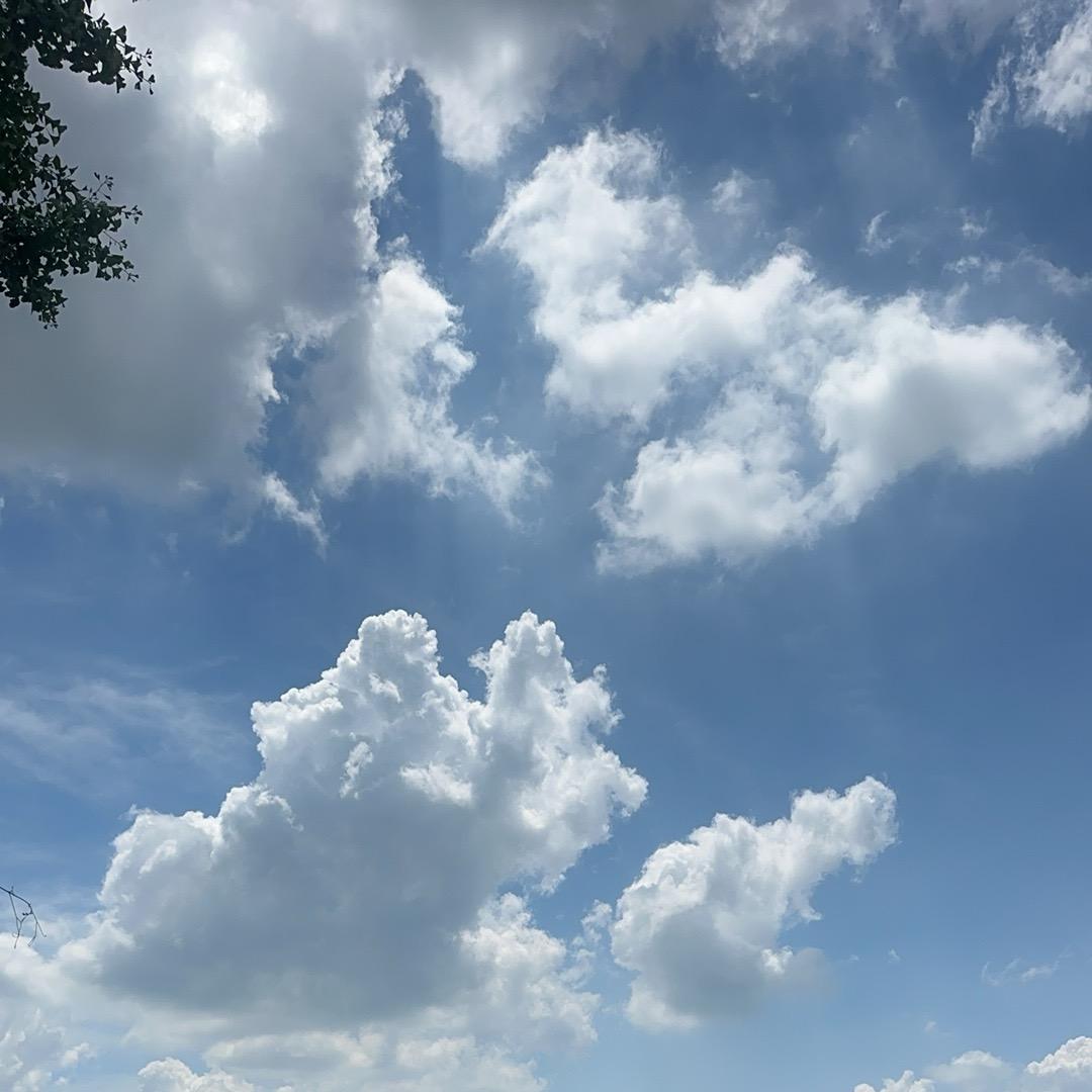 小麦