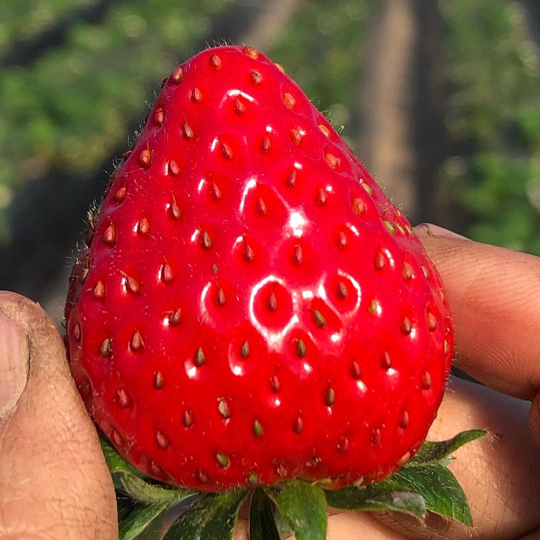 泰兴市莓丽草莓采摘园