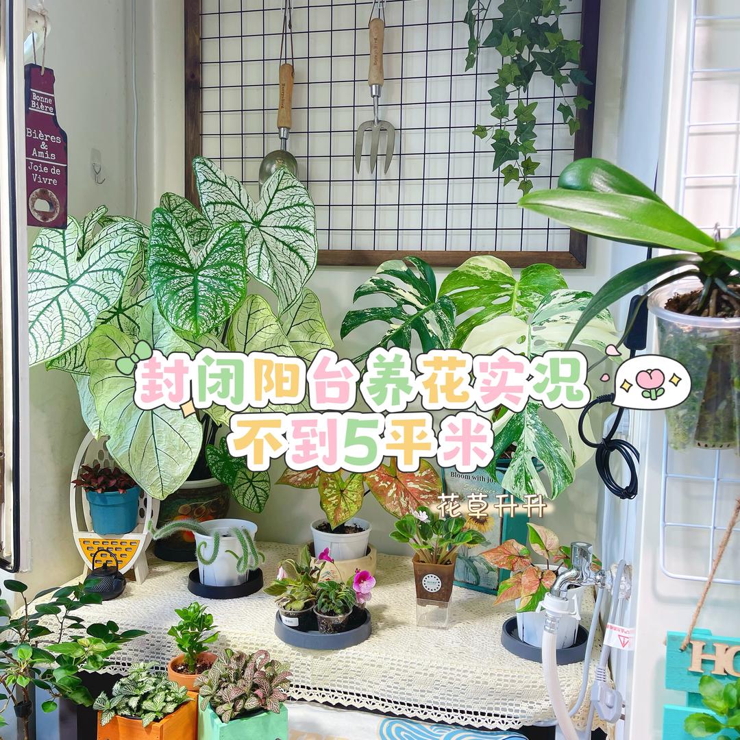 花草升升