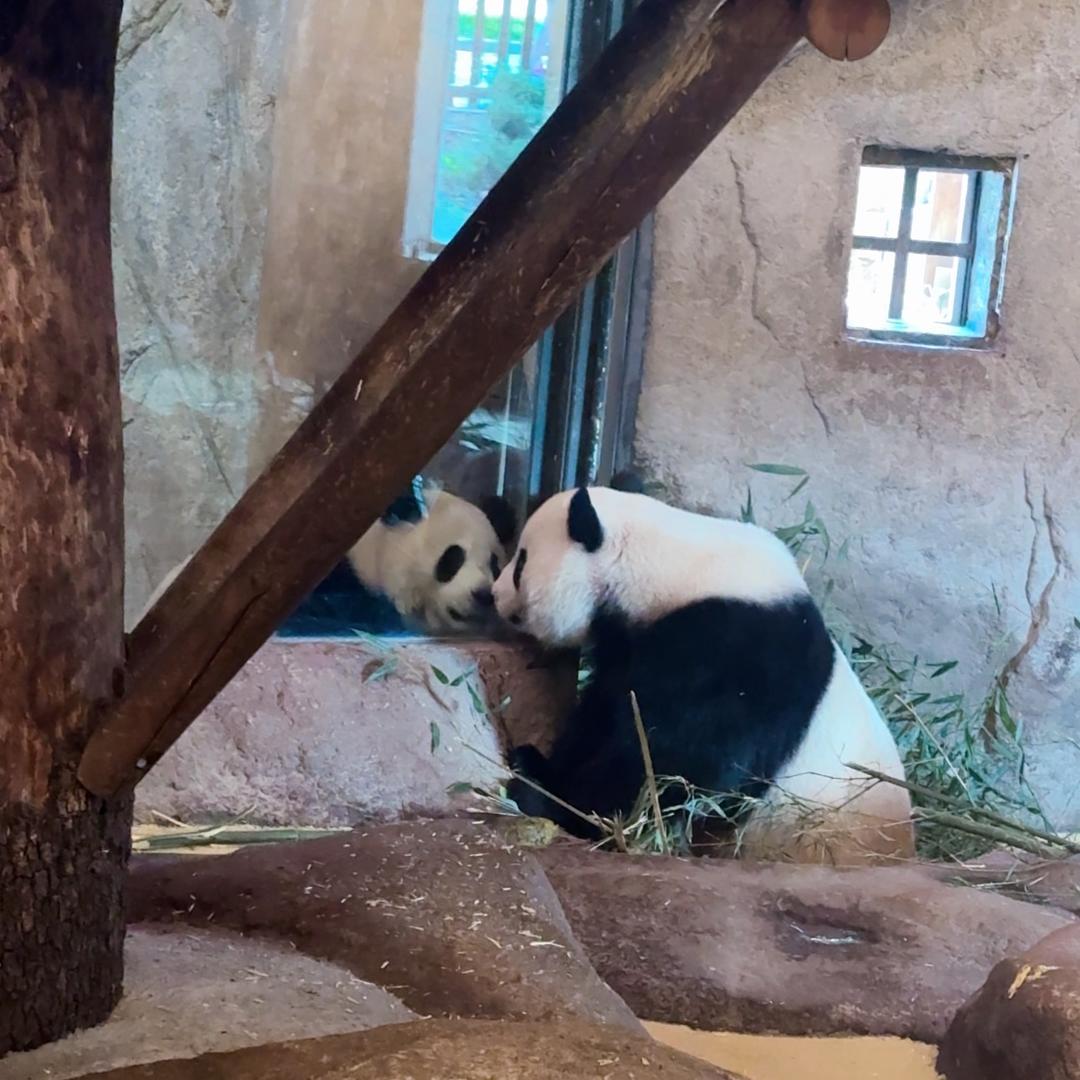 马德里Panda