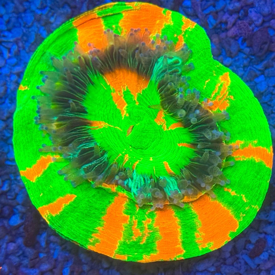 杭州汝美水族馆