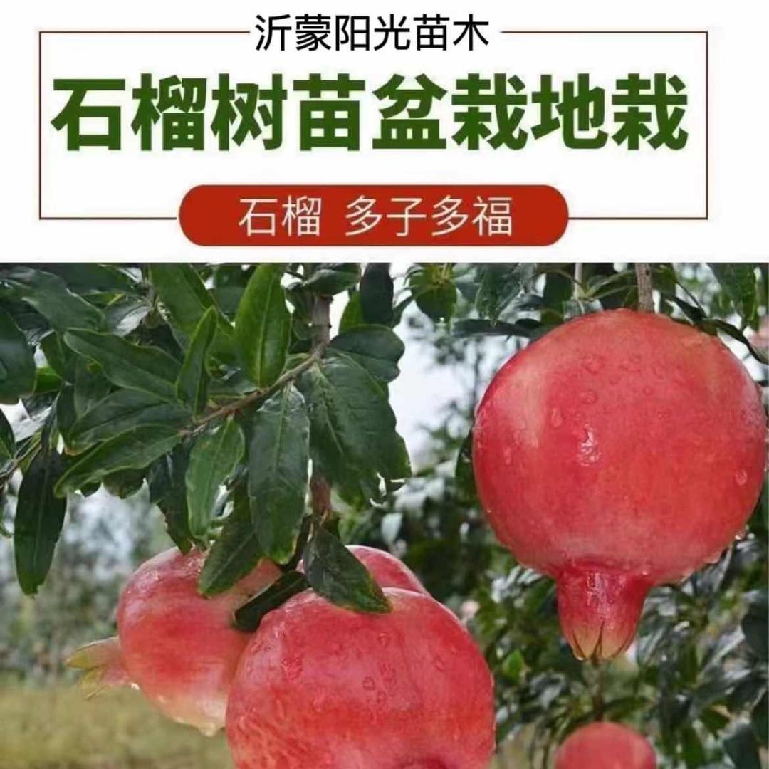 沂蒙阳光苗木