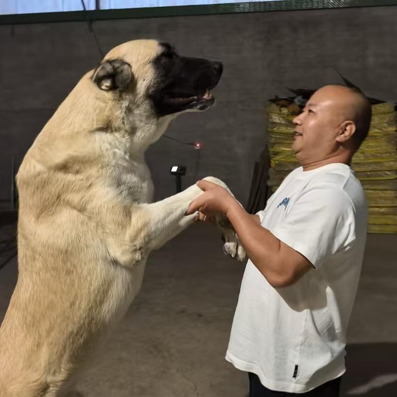 南波万