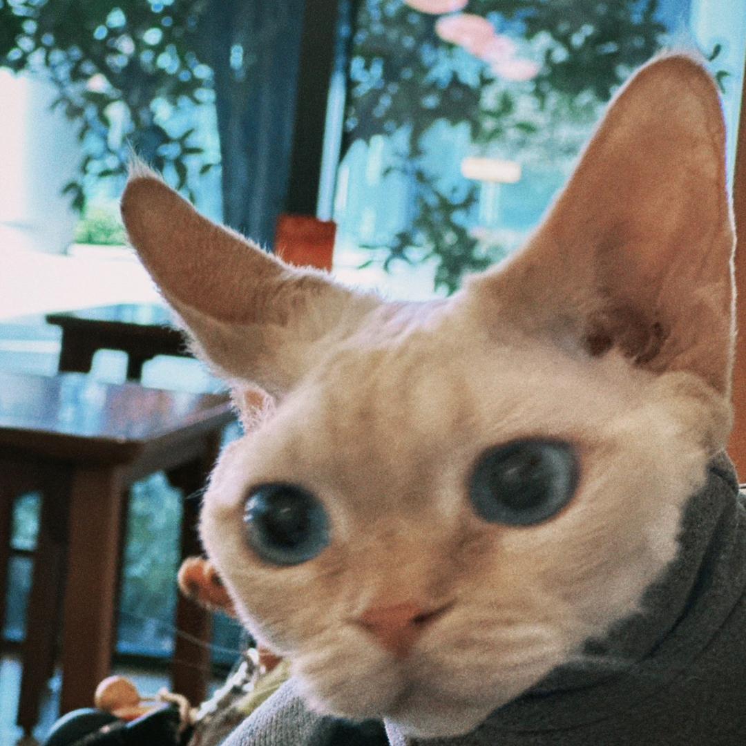 🐟🐟哈鲁皮卡贝
