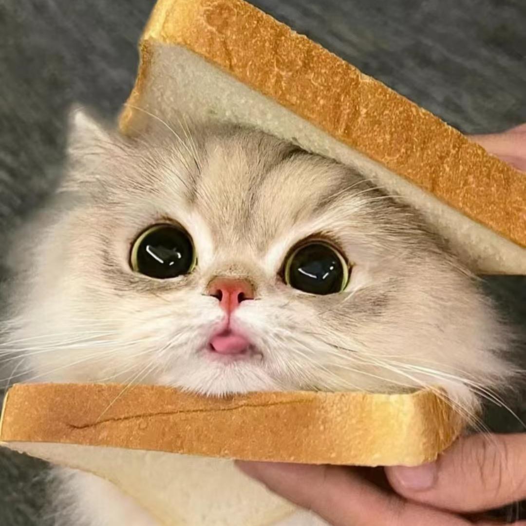 萌宠小怪❤️