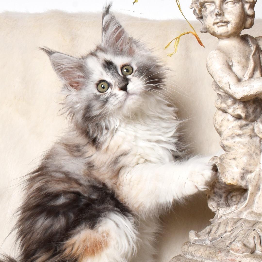 全品种繁育，鉴猫