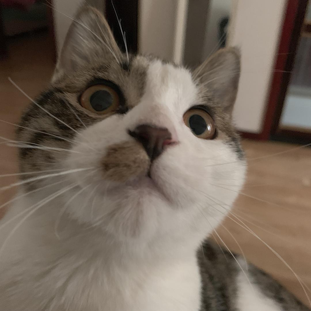 养只粉猪