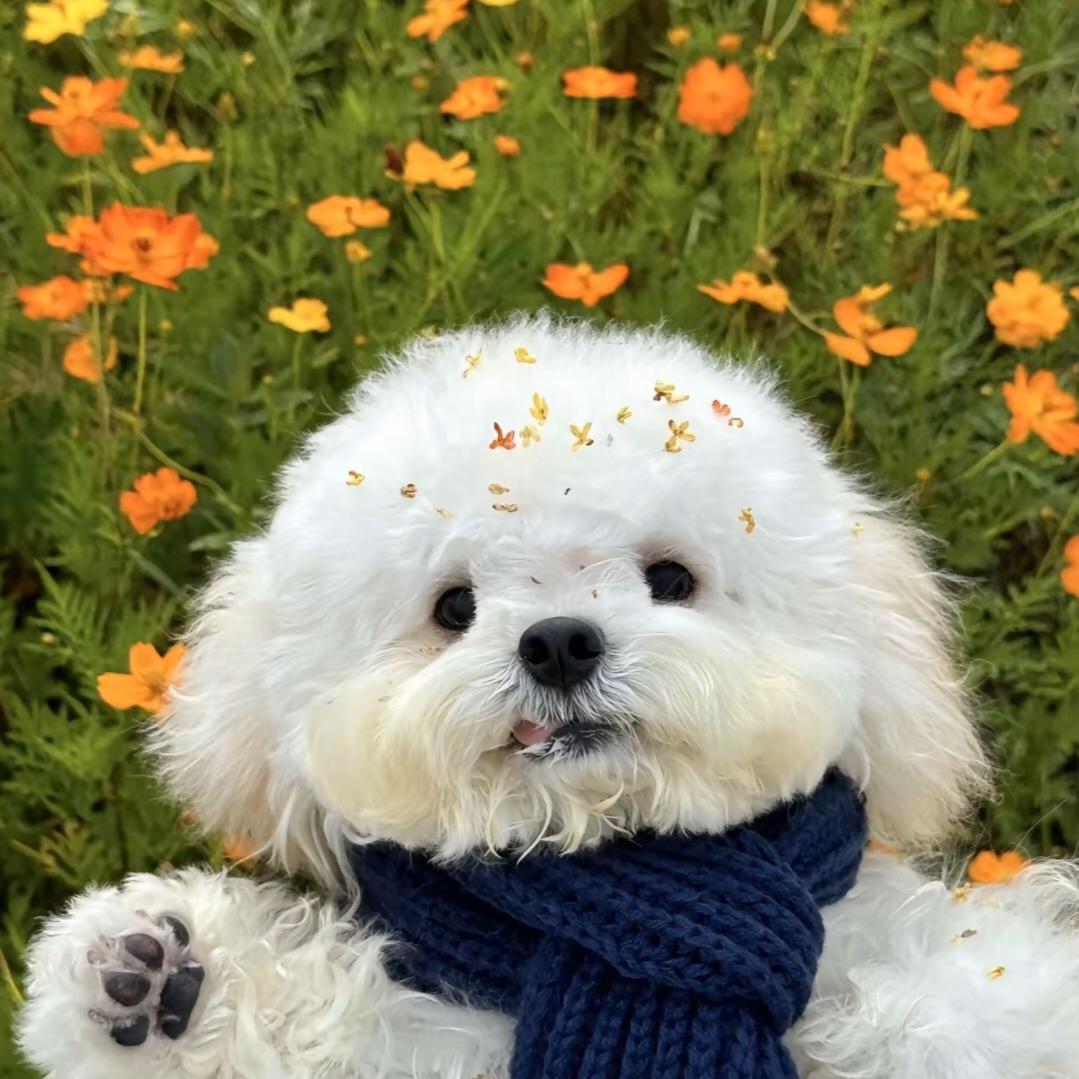 柠檬手绘拆卡（接寄拍）